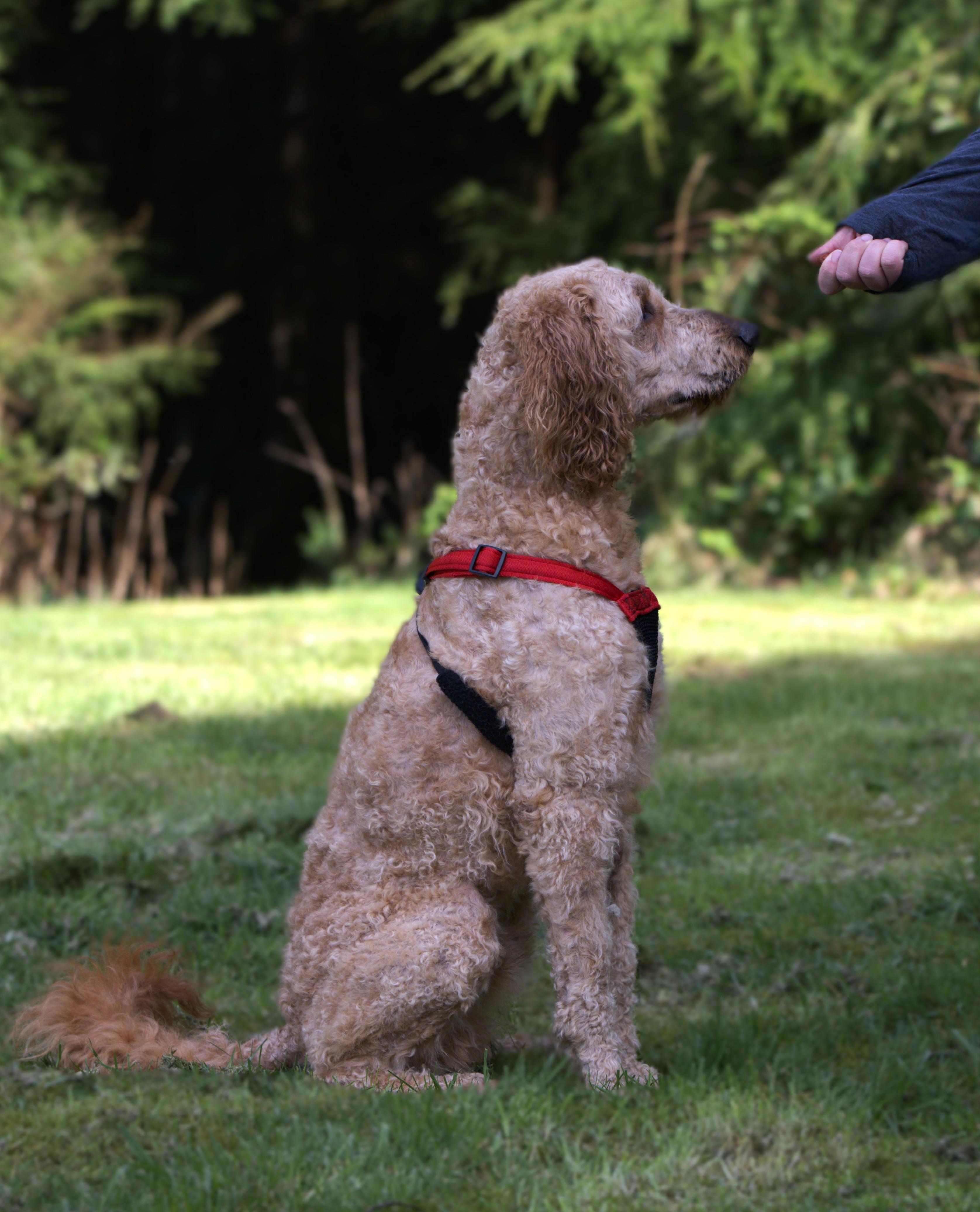 Enlarge Joey - Bonded Pair with Heart, a Adoptable mixed breed in Hoquiam, WA image 4/6