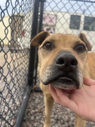 Champ, Adoptable, Adult Male Fox Terrier & Mixed Breed.