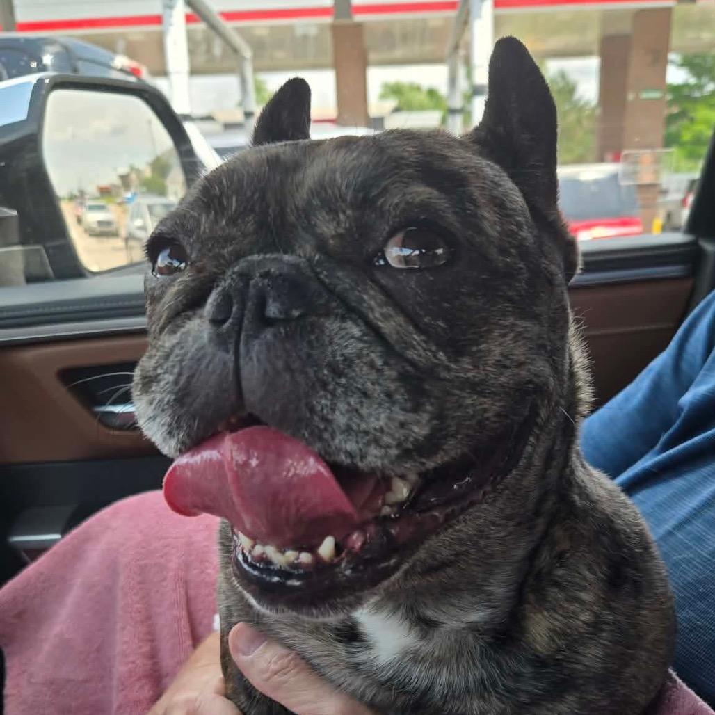Harold, Adoptable, Adult Male French Bulldog & French Bulldog.