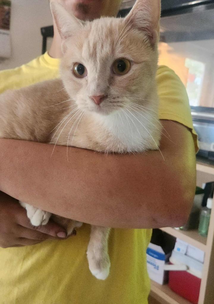 Relic, Adoptable, Young Female Domestic Short Hair.