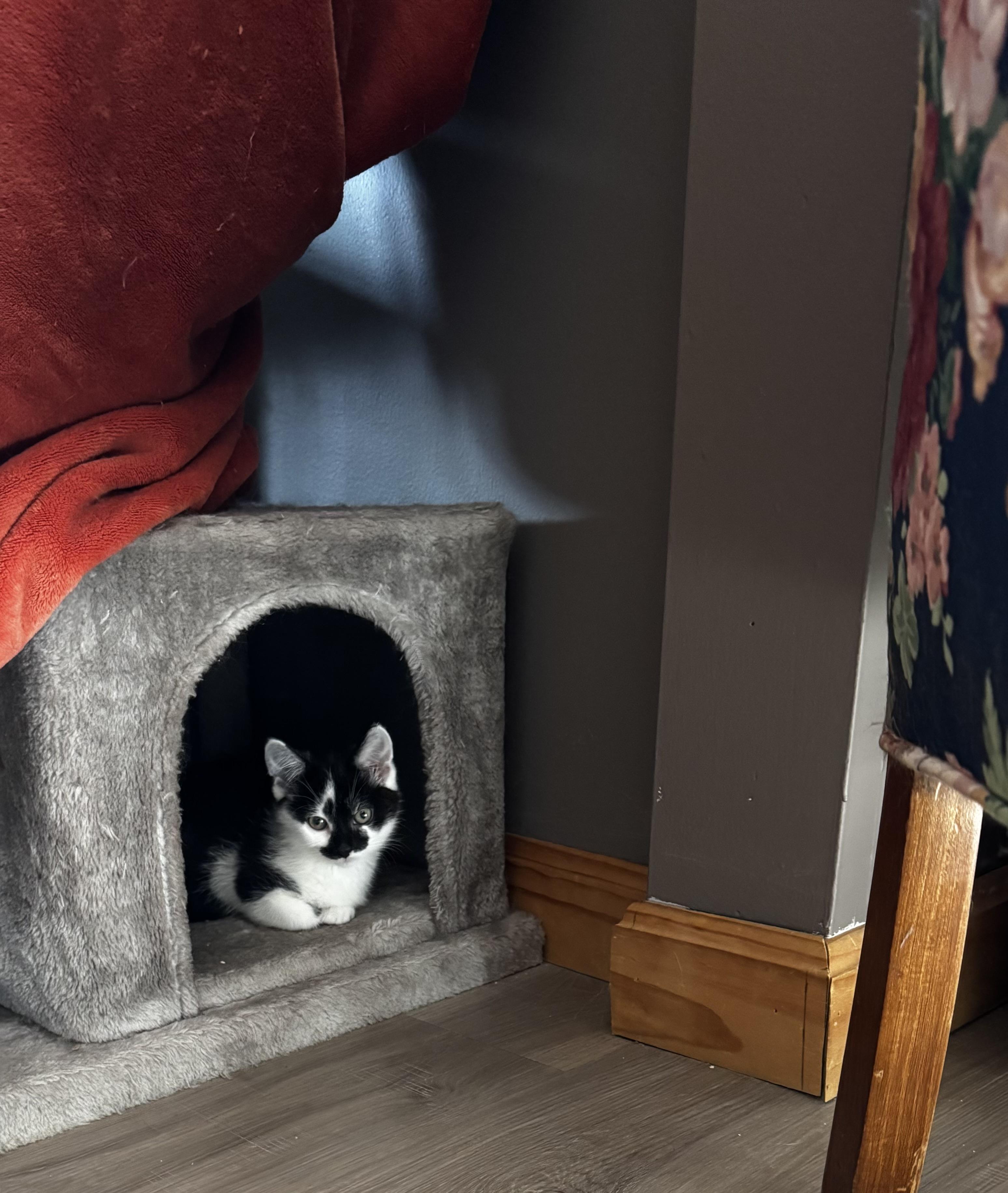 Prim, a Adoptable Domestic Short Hair in Canton, MA image 3/5