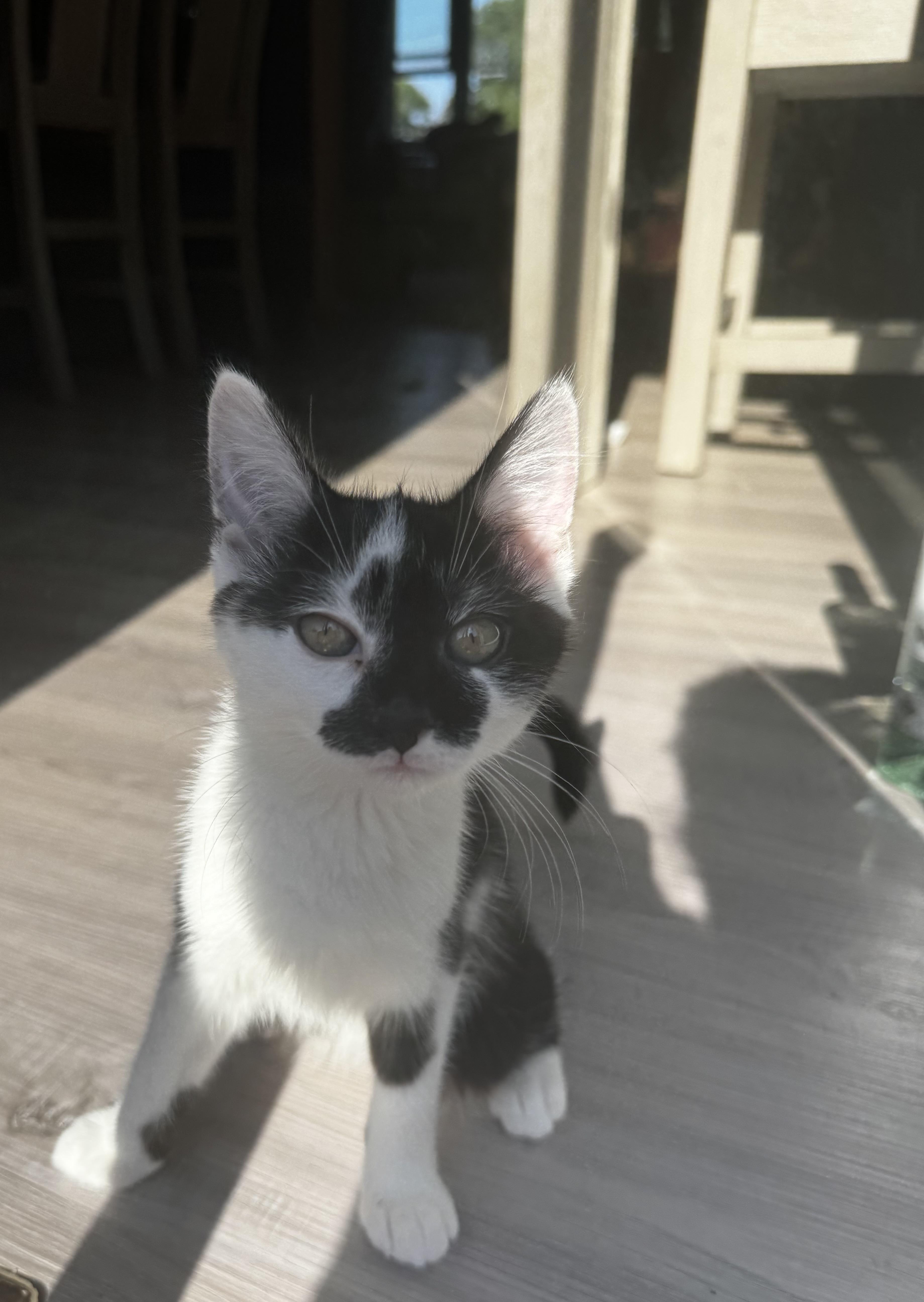 Prim, a Adoptable Domestic Short Hair in Canton, MA image 2/5