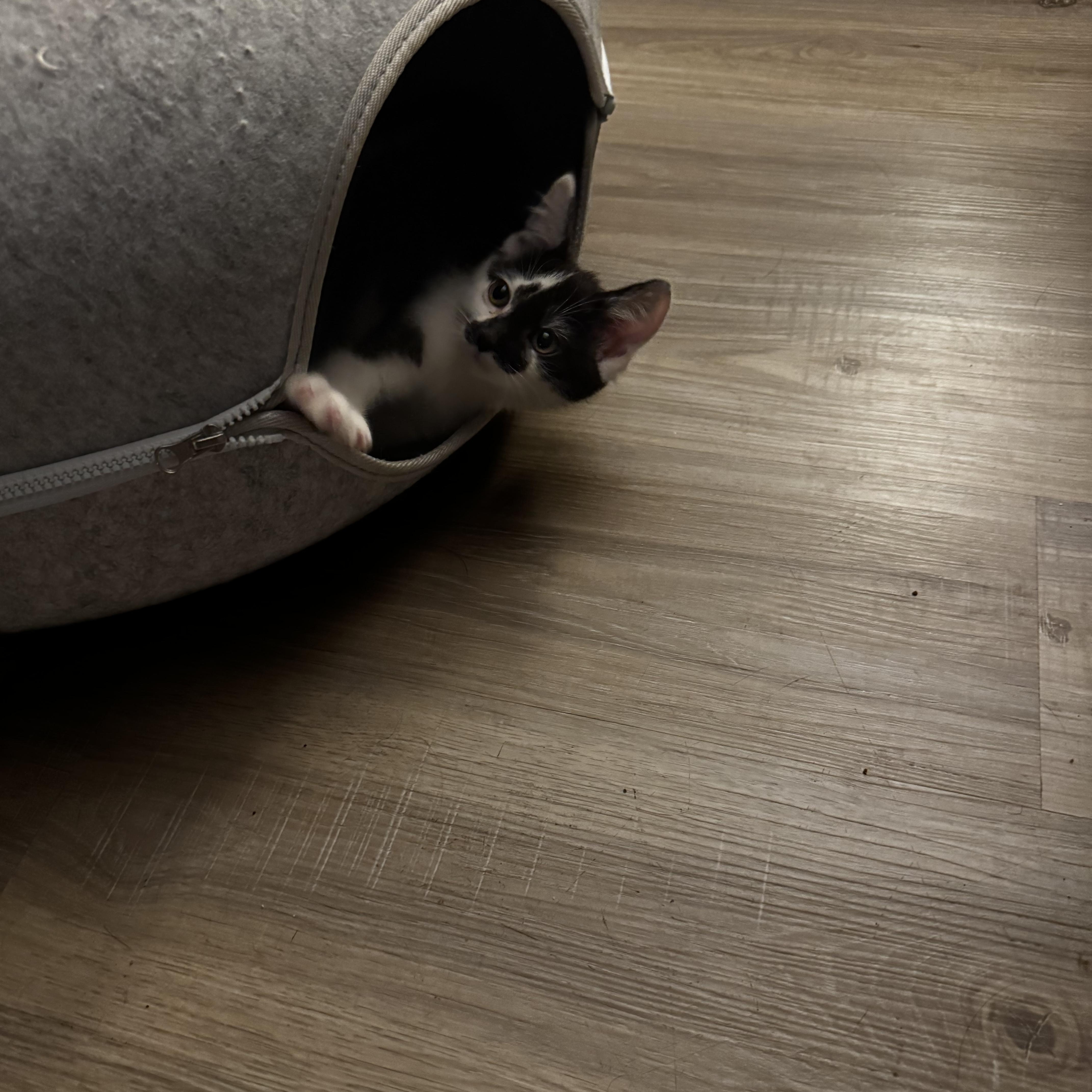 Prim, a Adoptable Domestic Short Hair in Canton, MA image 5/5