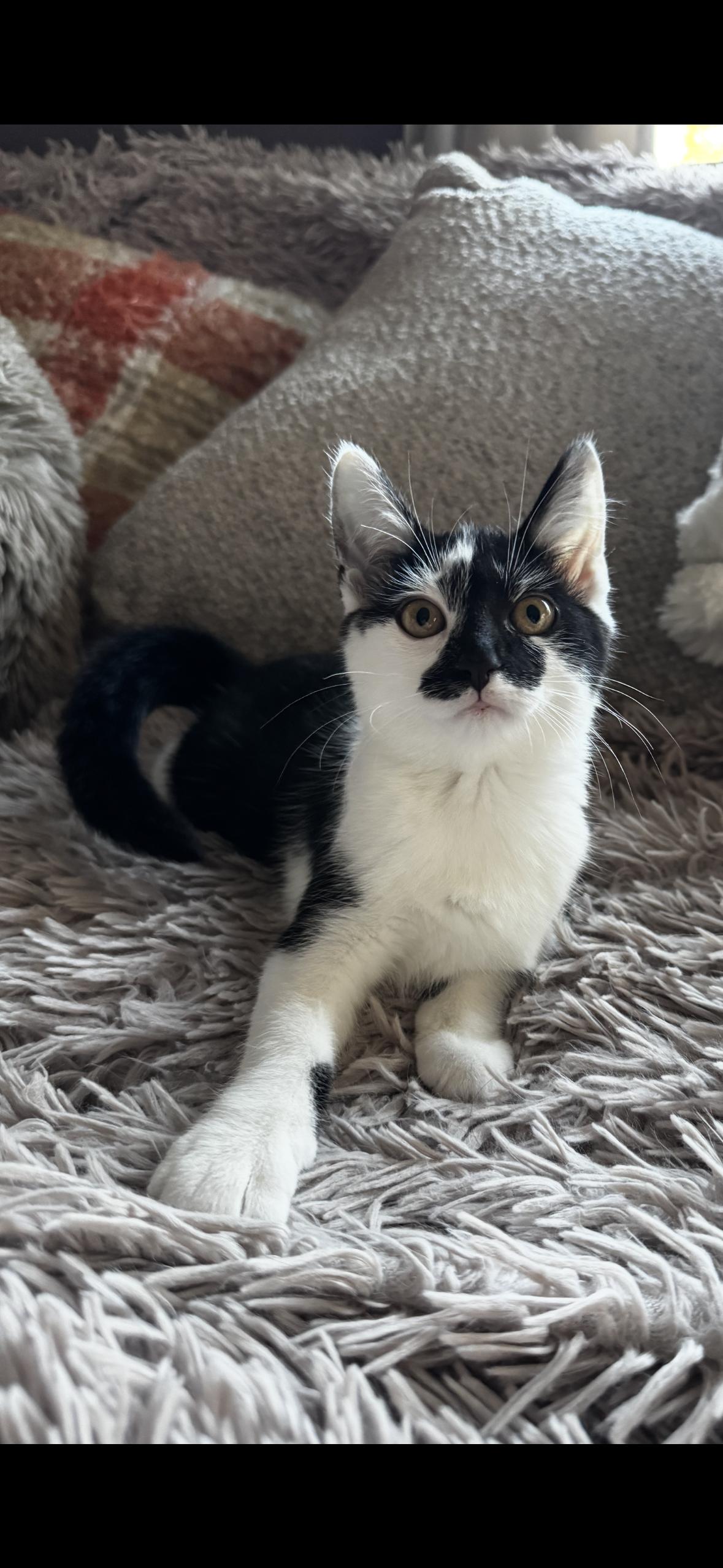 Prim, Adoptable, Kitten Female Domestic Short Hair.