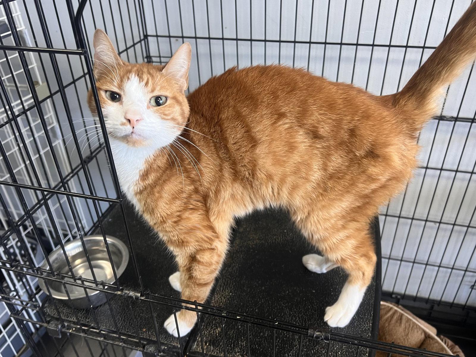 Enlarge Sheeran, a Adoptable mixed breed in Georgetown, KY image 2/2