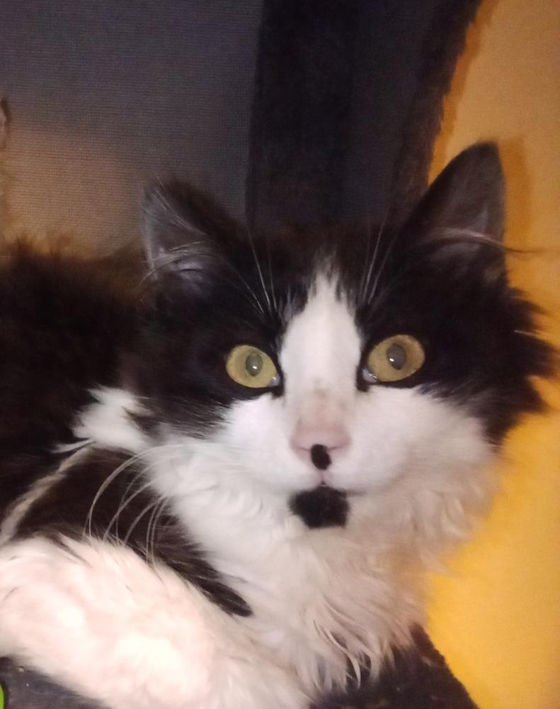 Maths: Fibonacci (Fib) - part of bonded pair, Adoptable, Kitten Male Domestic Short Hair.