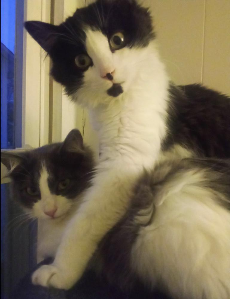 Enlarge Maths: Fibonacci (Fib) - part of bonded pair, a Adoptable mixed breed in Warren, CT image 2/6