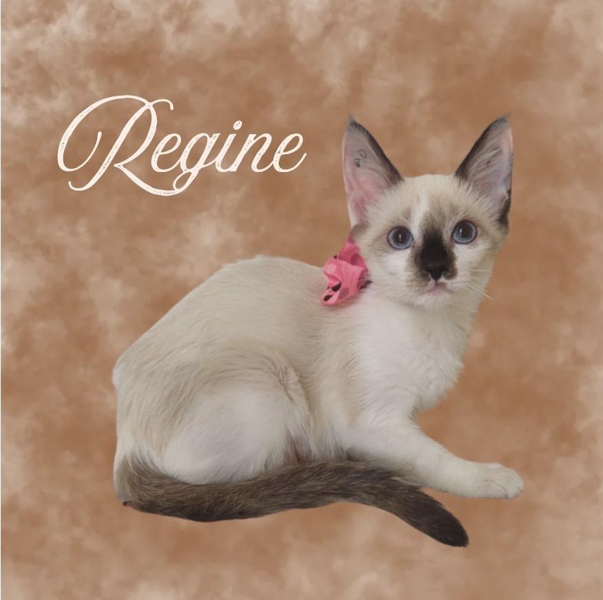 Regine, Adoptable, Kitten Female Domestic Short Hair.