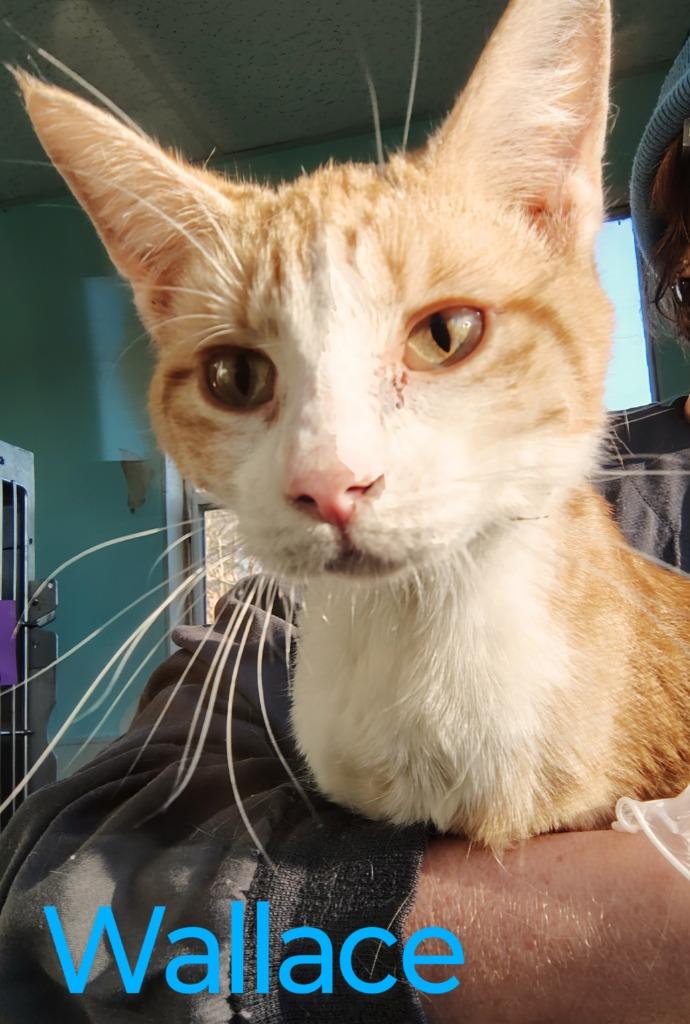 Wallace, Adopted, Adult Male Domestic Short Hair.