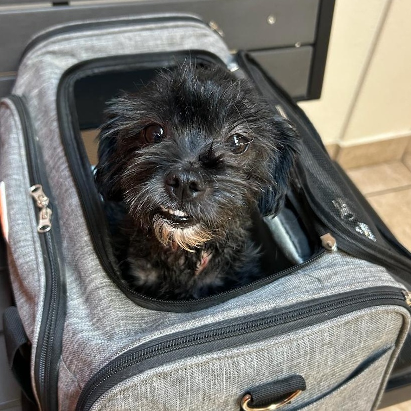 Peanut, adopted, Young Female Shih Tzu & Terrier.