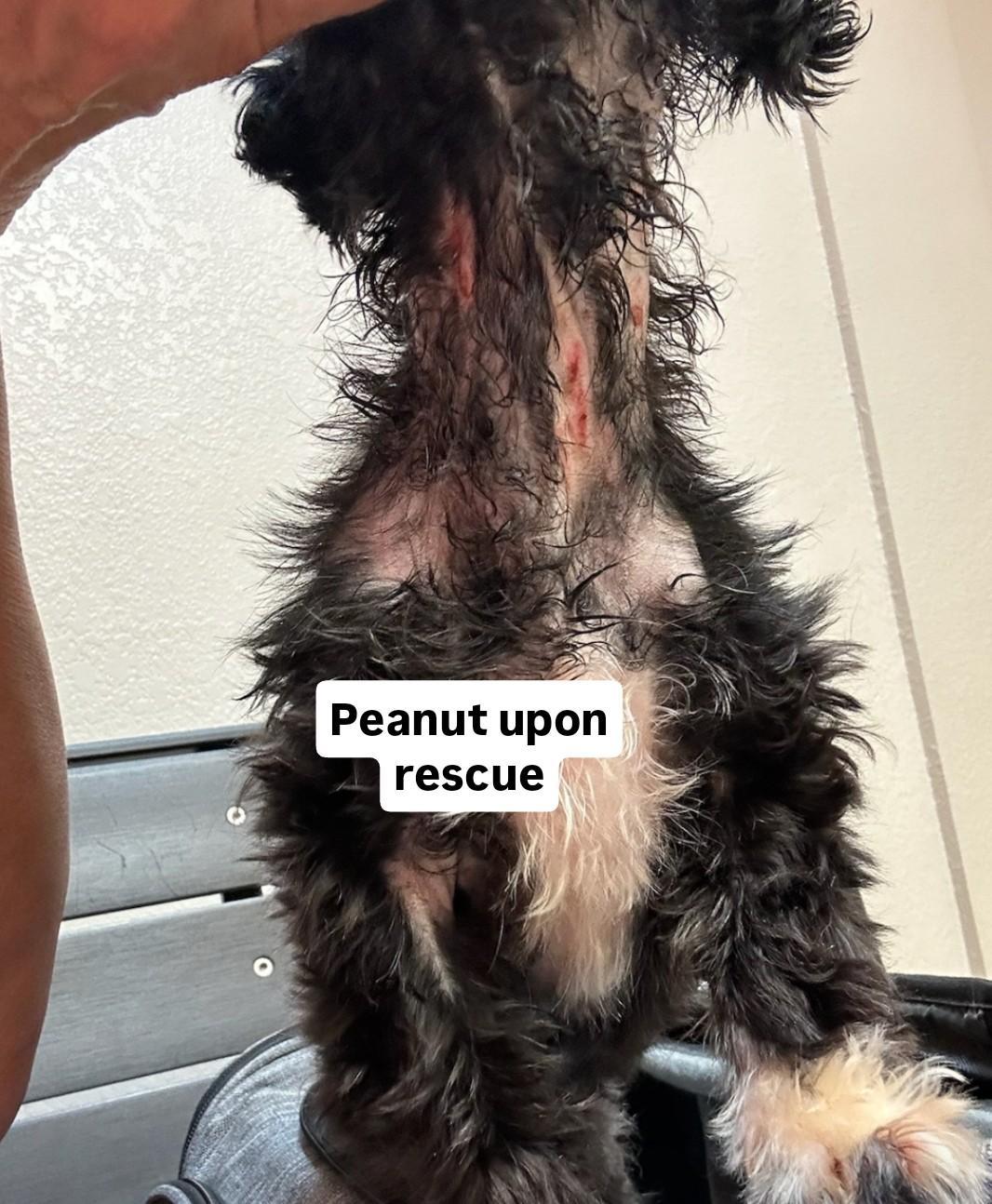 Peanut
