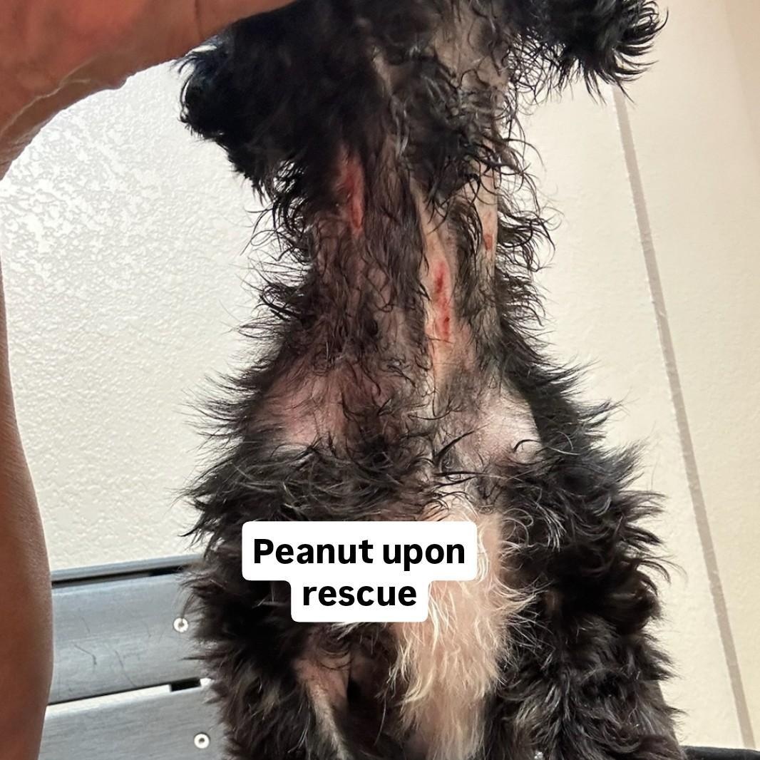 Enlarge Peanut, an adopted mixed breed in Phoenix, AZ image 2/6