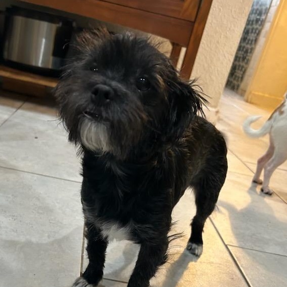 Peanut, adopted, Young Female Shih Tzu & Terrier.