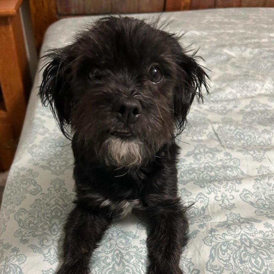 Enlarge Peanut, an adopted mixed breed in Phoenix, AZ image 4/6