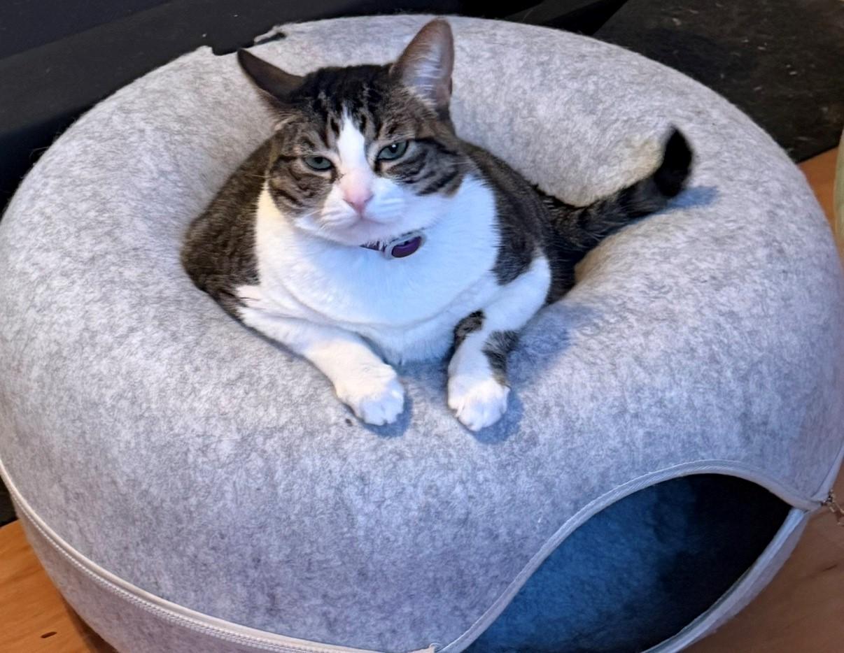 Enlarge Pixie, an adoptable Domestic Short Hair in Camarillo, CA image 1/1