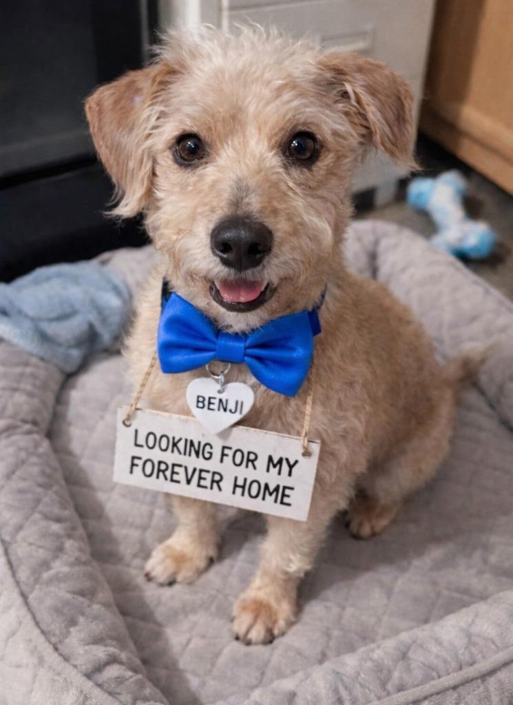 Benji, Adoptable, Adult Male Terrier.