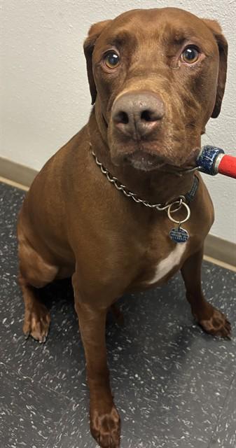 MOOSE, Adoptable, Adult Male Rhodesian Ridgeback & Mixed Breed.