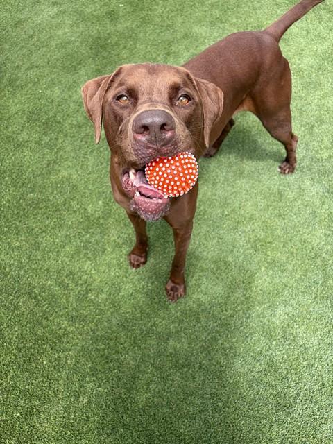 Enlarge MOOSE, a Adoptable mixed breed in Saint Cloud, FL image 1/1