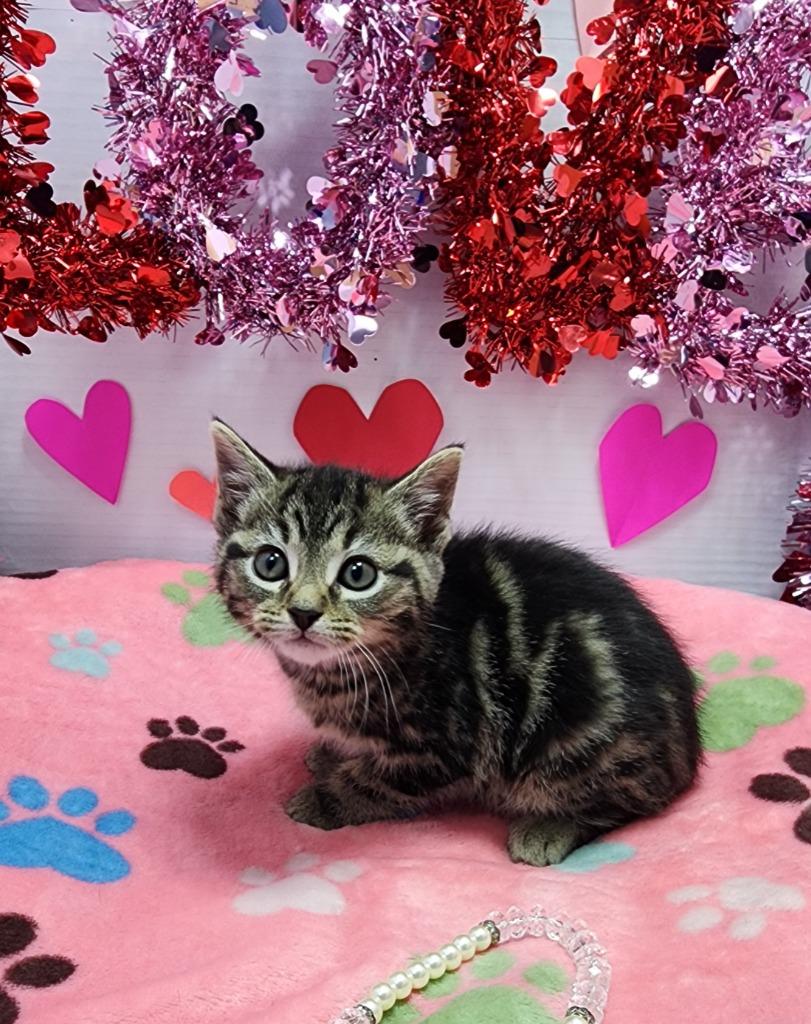 Suds, Adoptable, Kitten Male Domestic Short Hair.