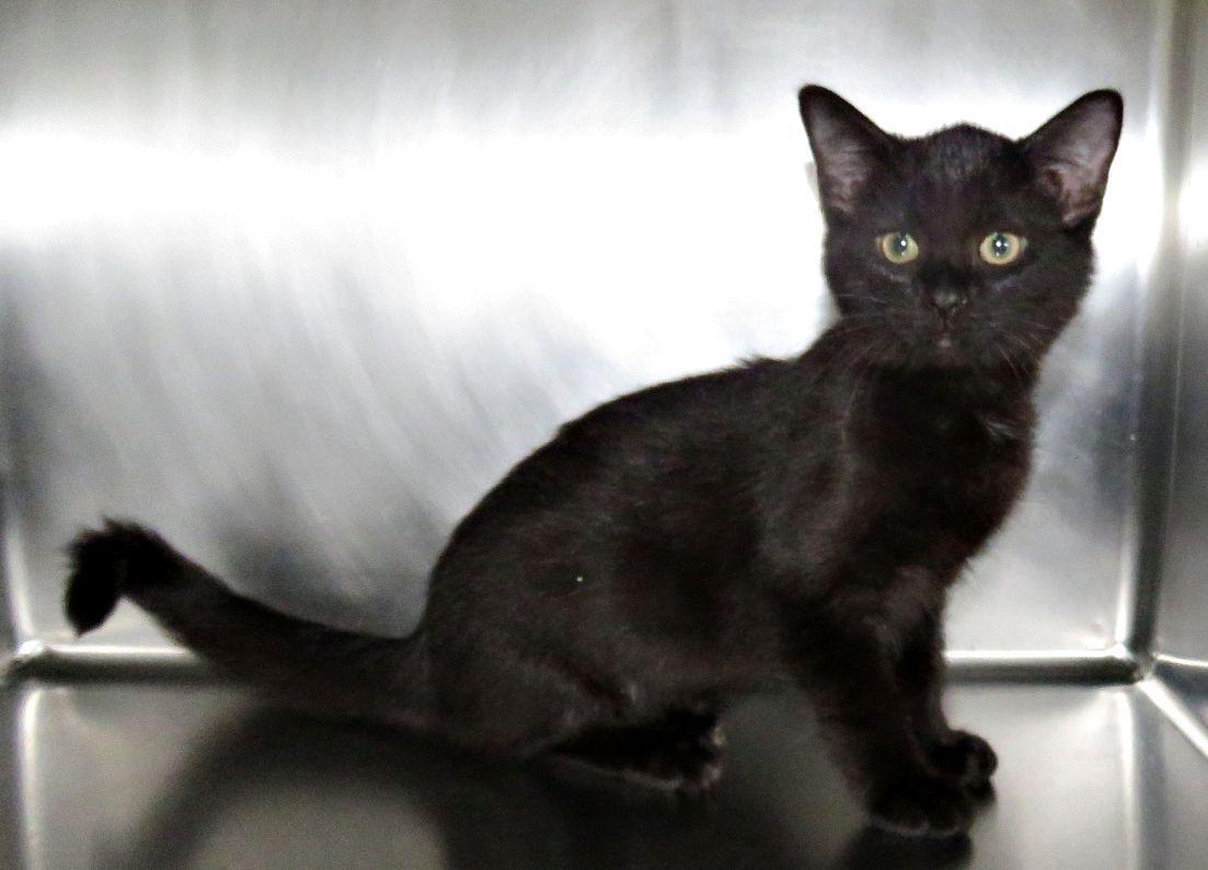 Francis, Adopted, Kitten Female Domestic Short Hair.