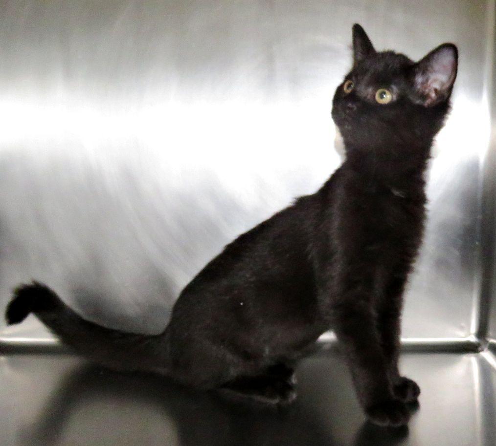 Enlarge Francis, a Adopted mixed breed in Lexington, VA image 2/2
