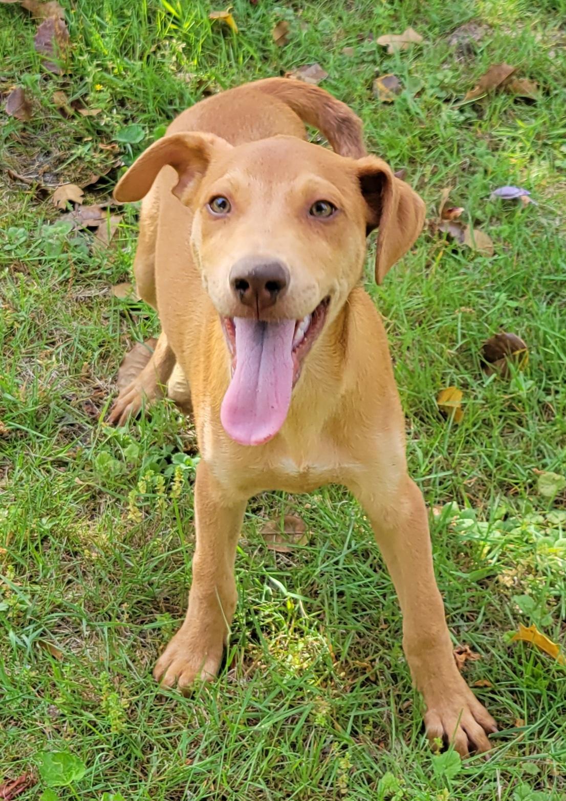 Enlarge Norm, a Adoptable mixed breed in Elwood, NJ image 5/6
