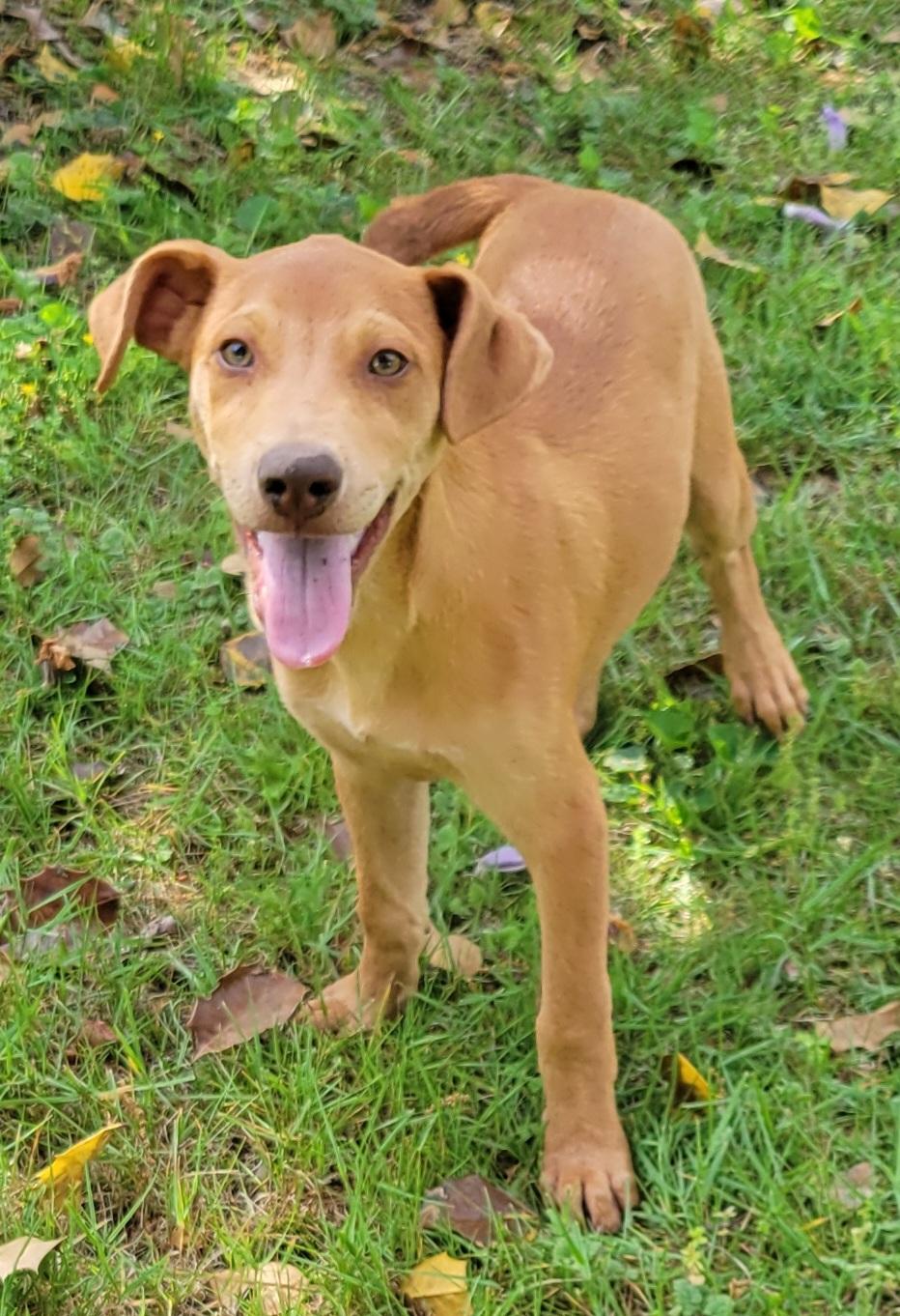 Enlarge Norm, a Adoptable mixed breed in Elwood, NJ image 6/6