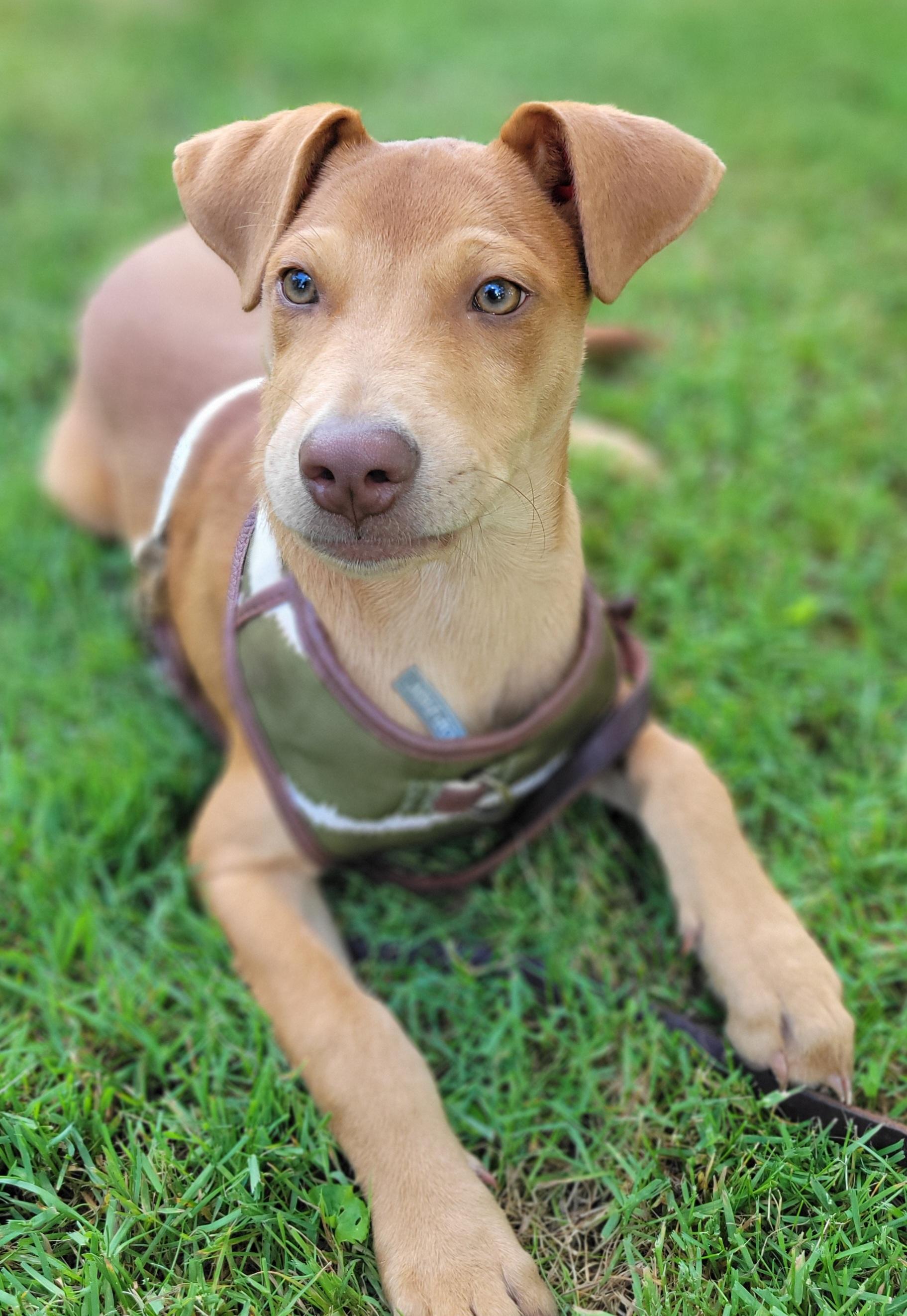 Enlarge Norm, a Adoptable mixed breed in Elwood, NJ image 4/6