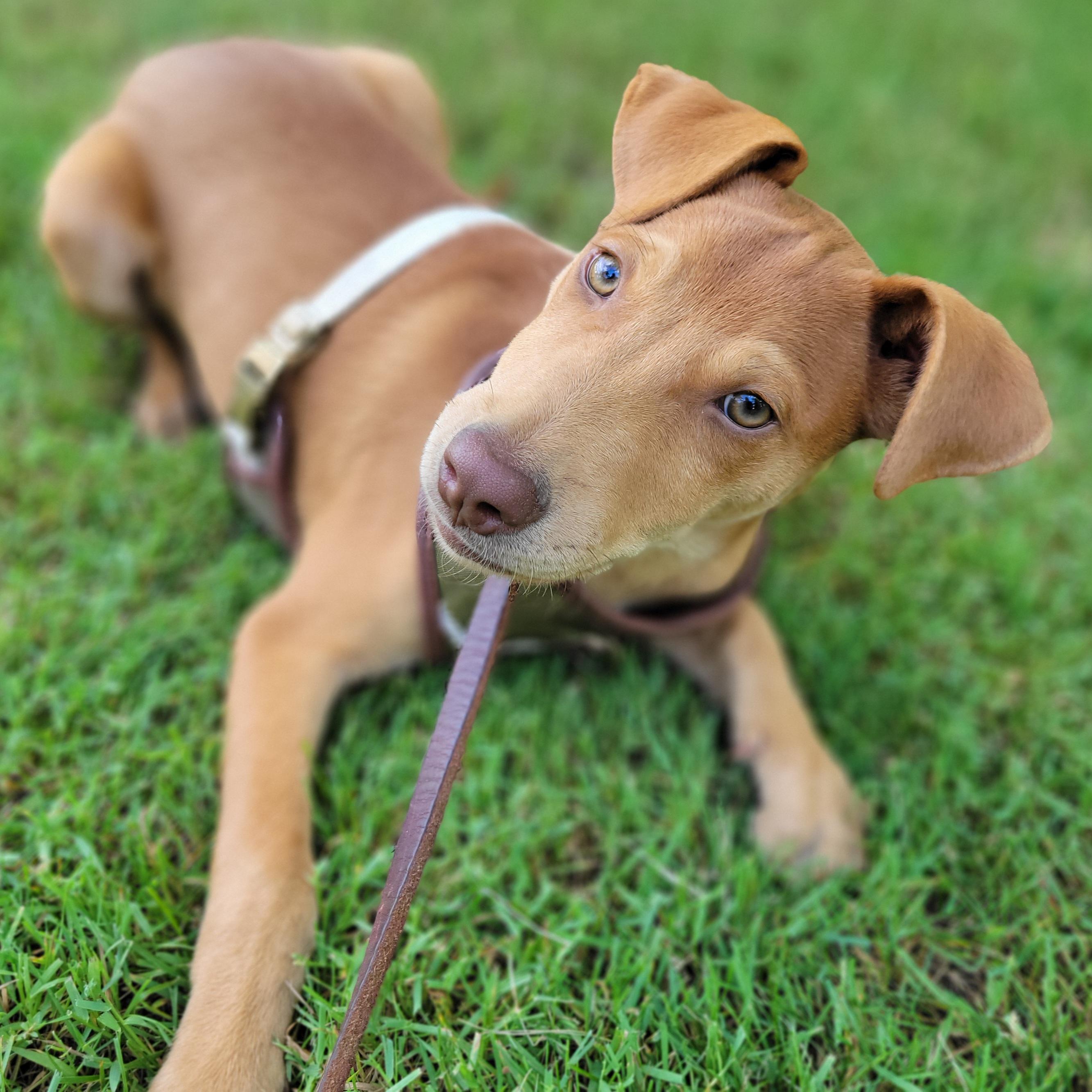 Enlarge Norm, a Adoptable mixed breed in Elwood, NJ image 1/6