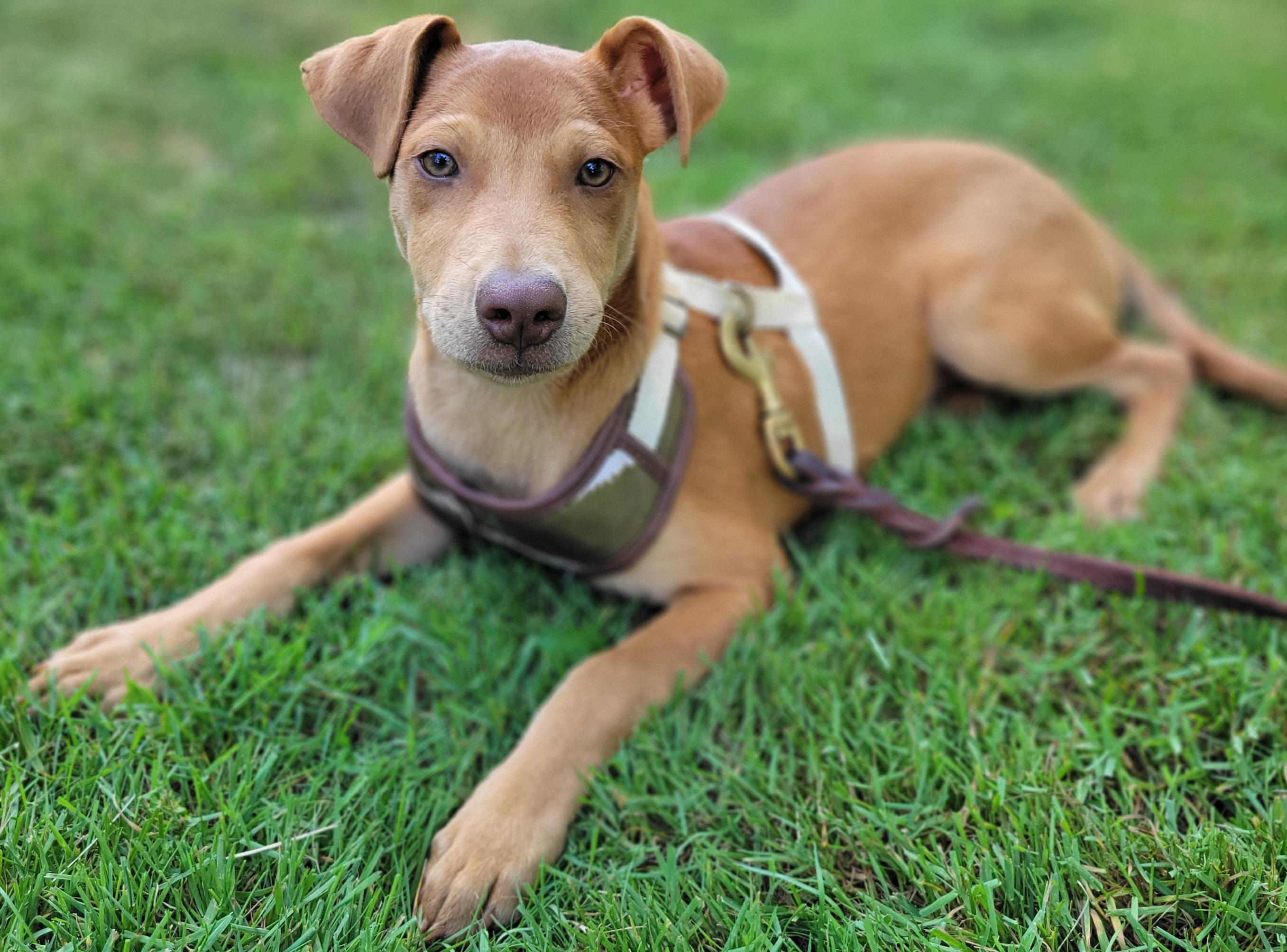Enlarge Norm, a Adoptable mixed breed in Elwood, NJ image 3/6