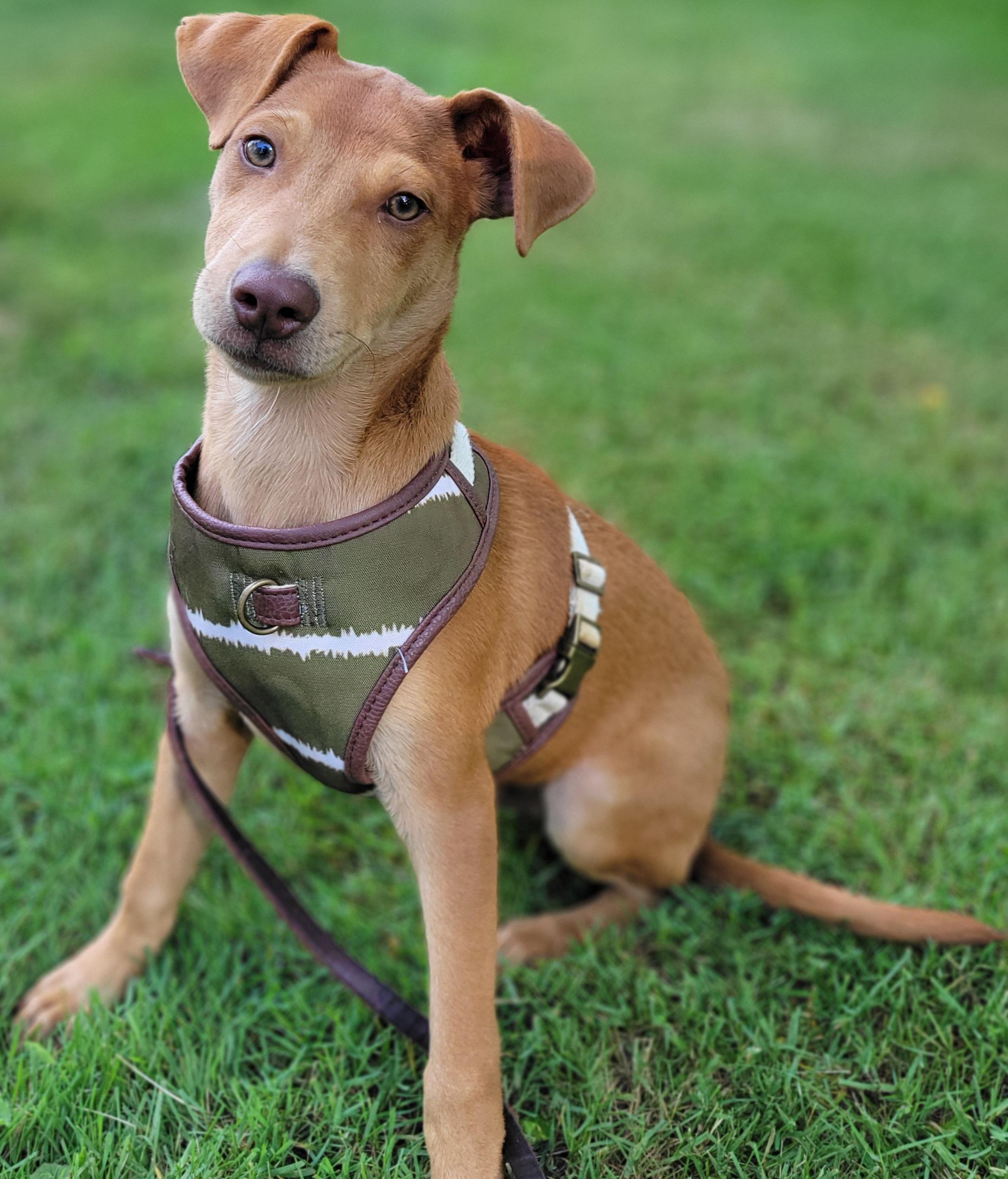 Enlarge Norm, a Adoptable mixed breed in Elwood, NJ image 2/6