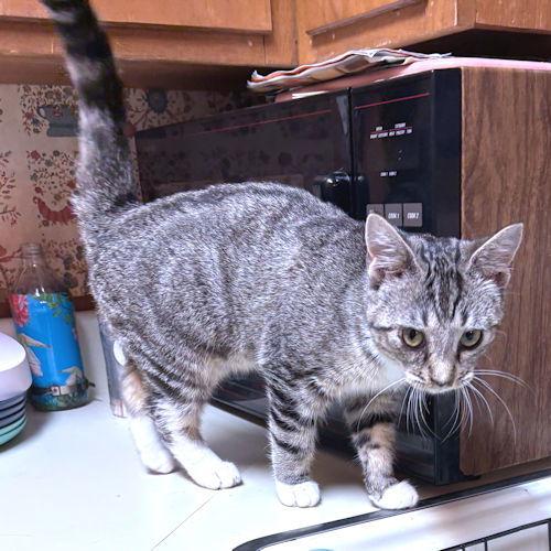 Cactus, Adoptable, Young Female Tabby.