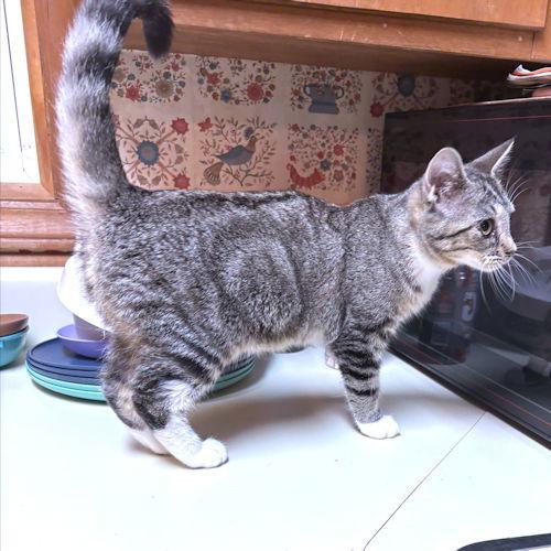 Cactus, a Adoptable Tabby in Rutherfordton, NC image 2/3