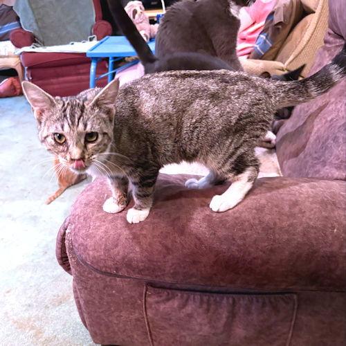 Cactus, a Adoptable Tabby in Rutherfordton, NC image 3/3