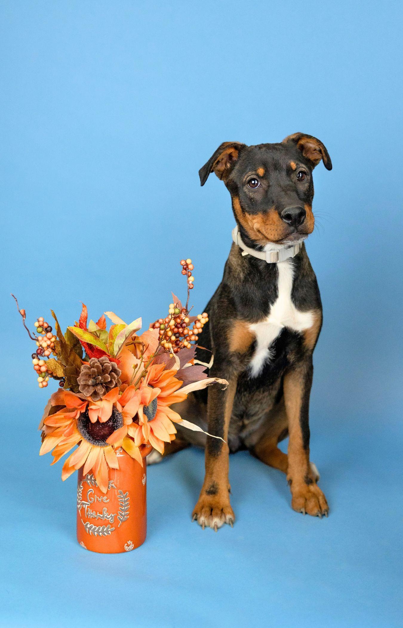 Enlarge 642-26, a Adoptable mixed breed in Brighton, CO image 1/2