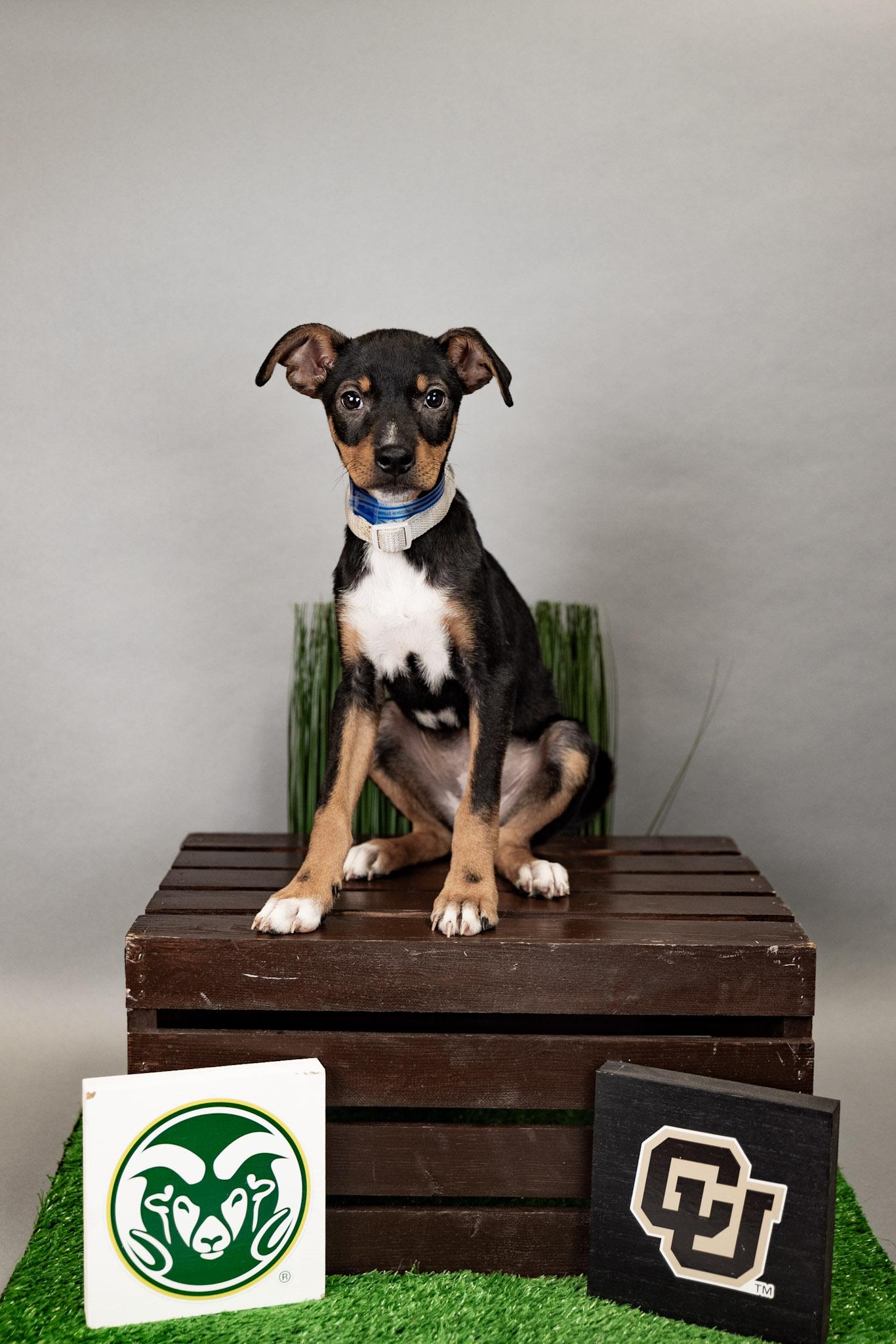 Enlarge 642-26, a Adoptable mixed breed in Brighton, CO image 2/2