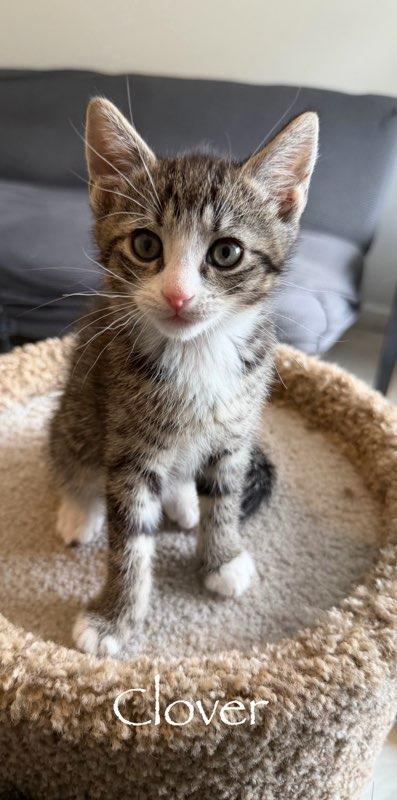 Enlarge Clover, a Adoptable mixed breed in Hamilton, OH image 1/1