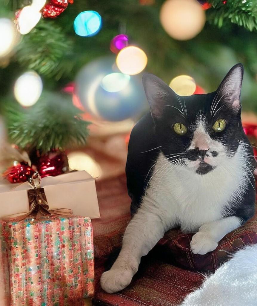 Sheba, a Adoptable Tuxedo in Hillsboro, TX image 1/6