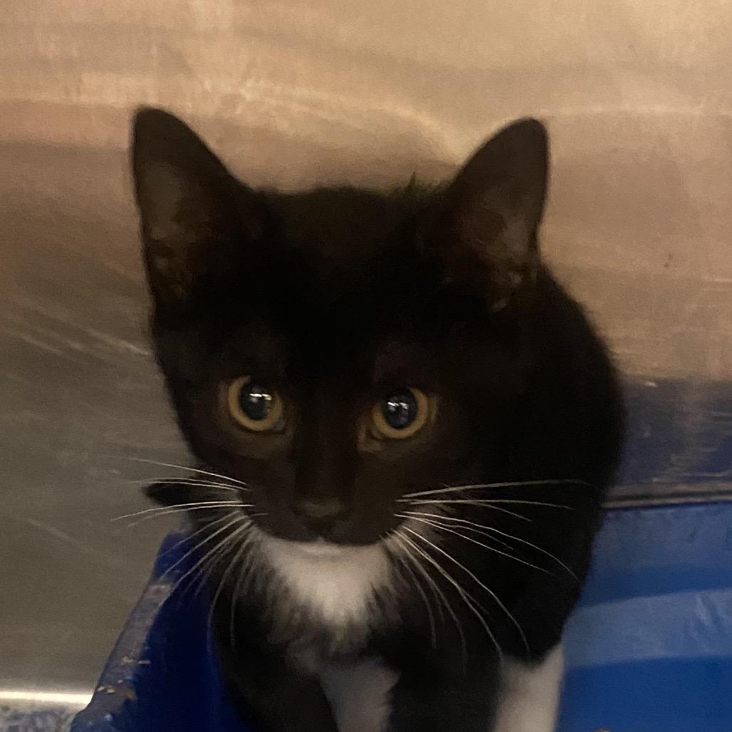 Daisy, Adoptable, Kitten Female Domestic Short Hair.