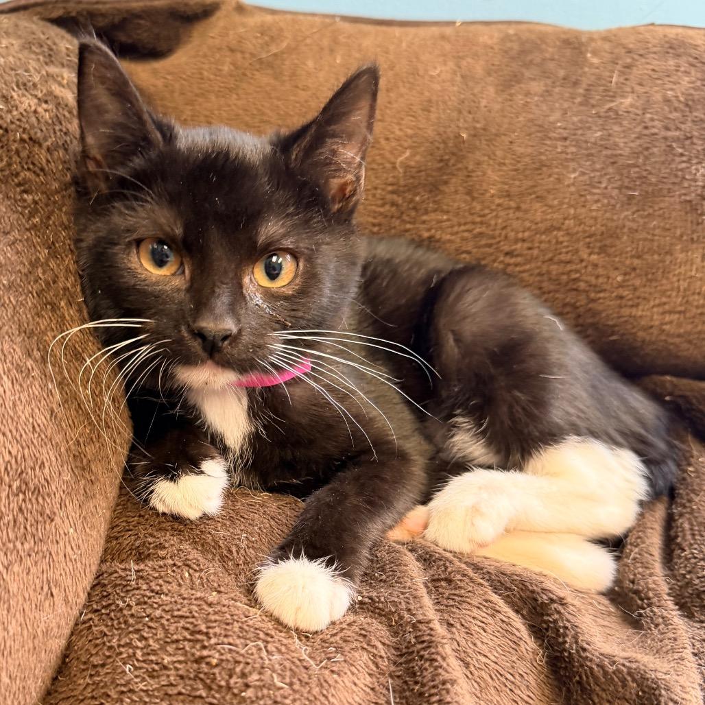 Daisy, a Adoptable Domestic Short Hair in Columbus, GA image 2/2