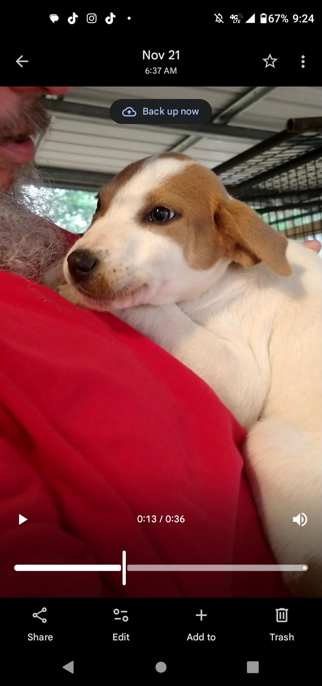 BUBBLES, Adopted, Young Female Australian Cattle Dog / Blue Heeler & Jack Russell Terrier.