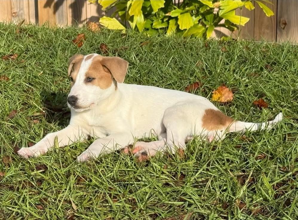 BUBBLES, a Adopted mixed breed in Bradenton, FL image 2/6