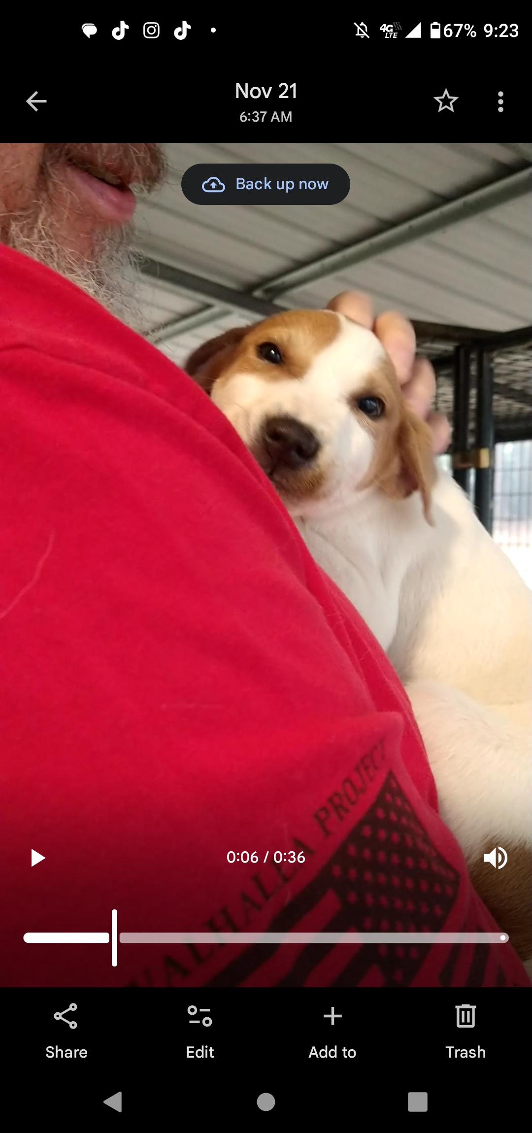 BUBBLES, a Adopted mixed breed in Bradenton, FL image 4/6