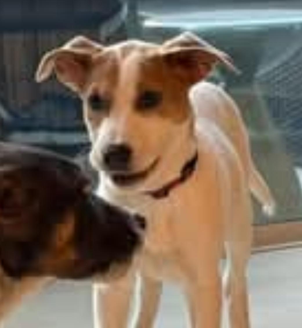 BUBBLES, a Adopted mixed breed in Bradenton, FL image 5/6