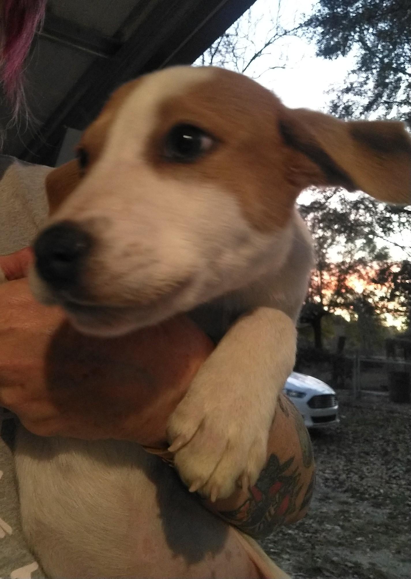 BUBBLES, a Adopted mixed breed in Bradenton, FL image 6/6