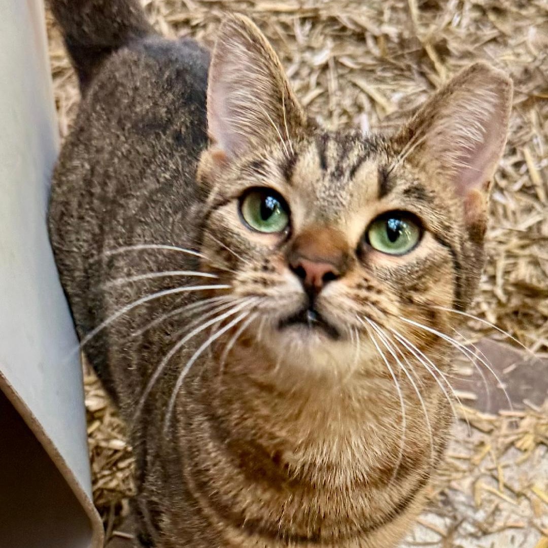 Enlarge Sola, a Adoptable Domestic Short Hair in Gastonia, NC image 4/4