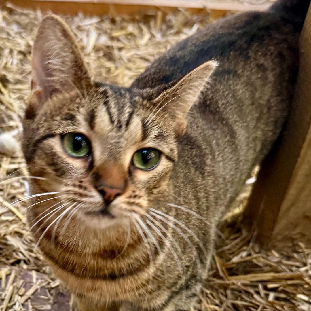 Sola, Adoptable, Young Female Domestic Short Hair.