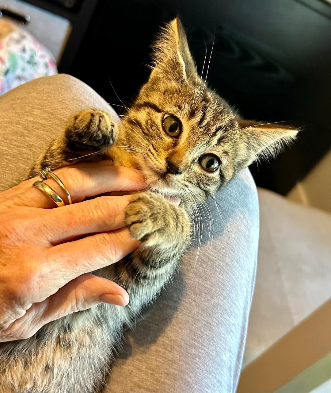 Enlarge Sola, a Adoptable Domestic Short Hair in Gastonia, NC image 2/4