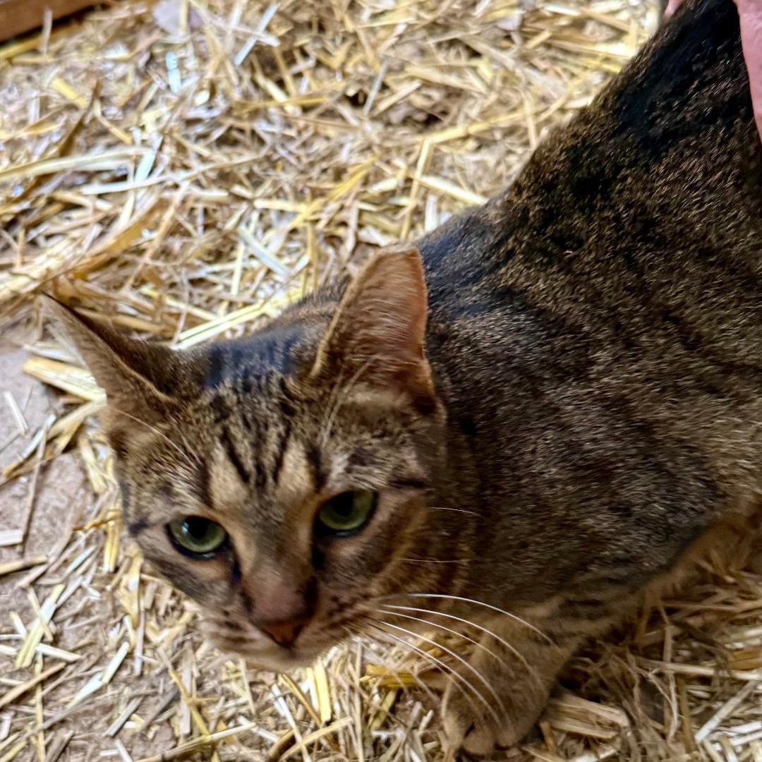 Enlarge Sola, a Adoptable Domestic Short Hair in Gastonia, NC image 3/4