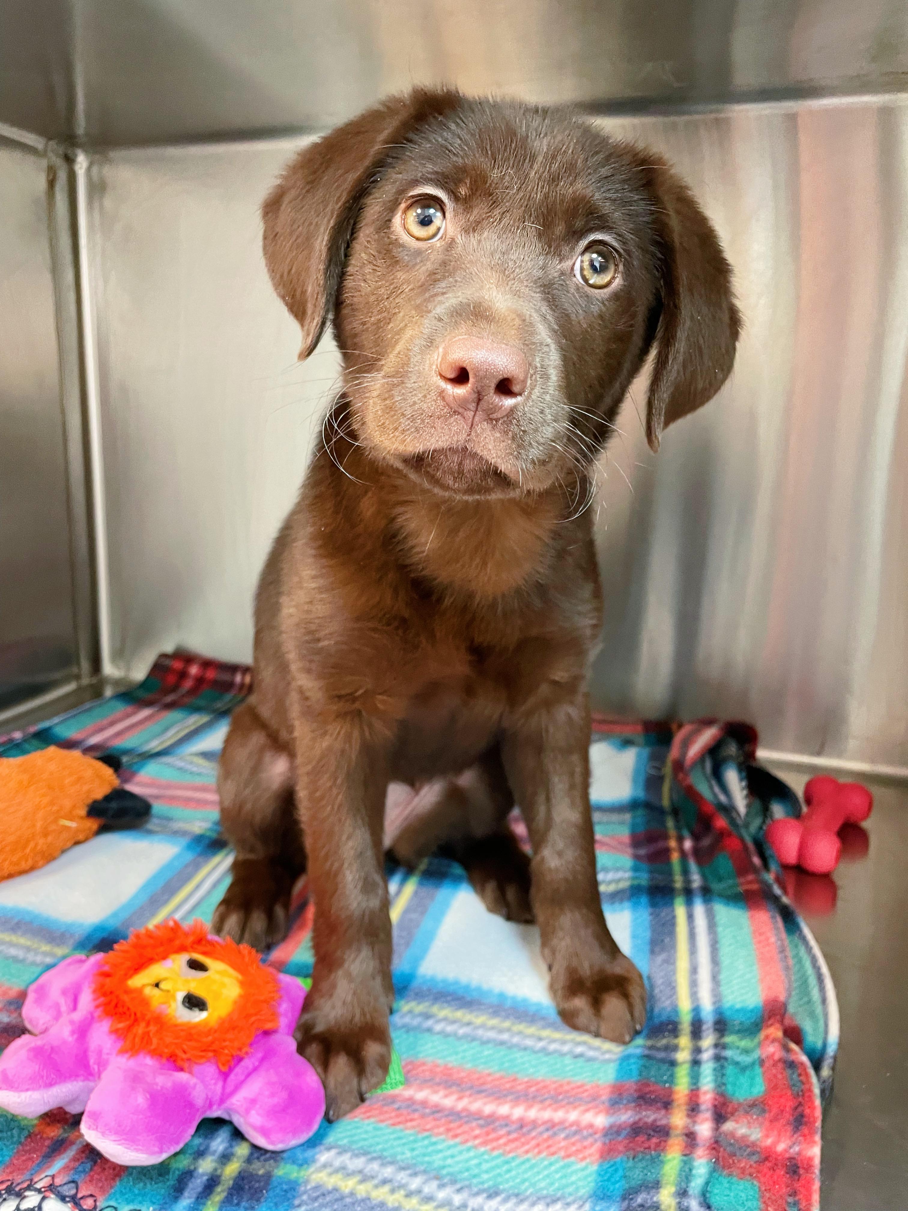 KitKat, ADOPTABLE, Young Female Chocolate Labrador Retriever.